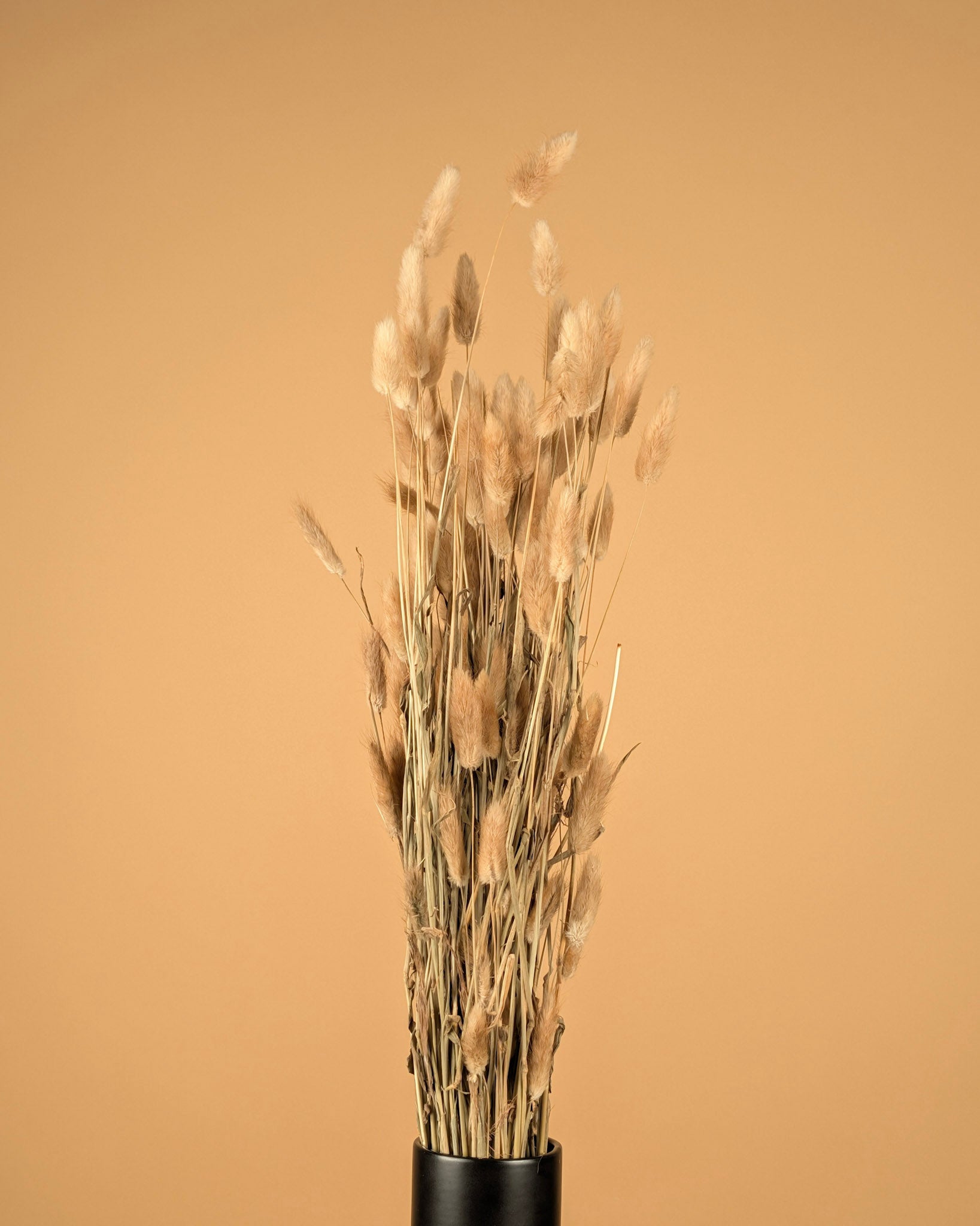 Gedroogde lagurus ovatus – naturel toef