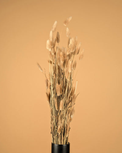 Lagurus ovatus naturel Tuftje