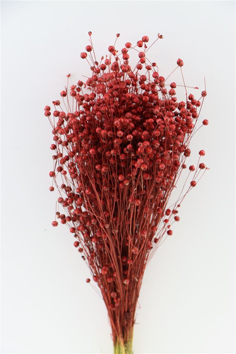 Lino de lino séché rouge 100 grammes