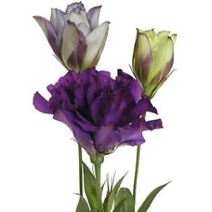 10 lisianthus diverses couleurs