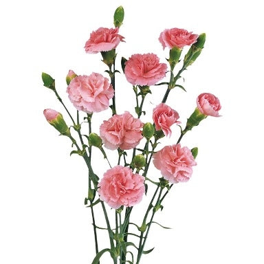 10 Trosanjers verschiedene Farben