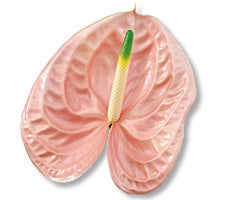 12 Anthurium verschiedene Farben