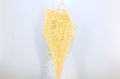 Dried Lino Vlas (Linum) bleached