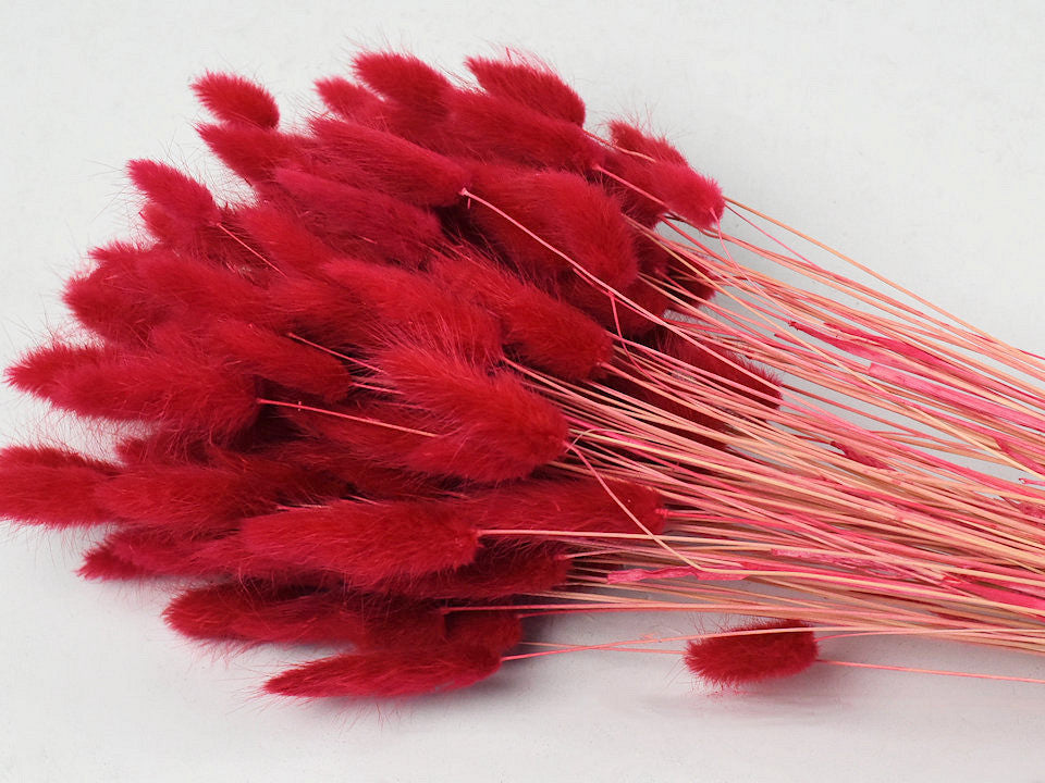 Lagurus Red 65 cm