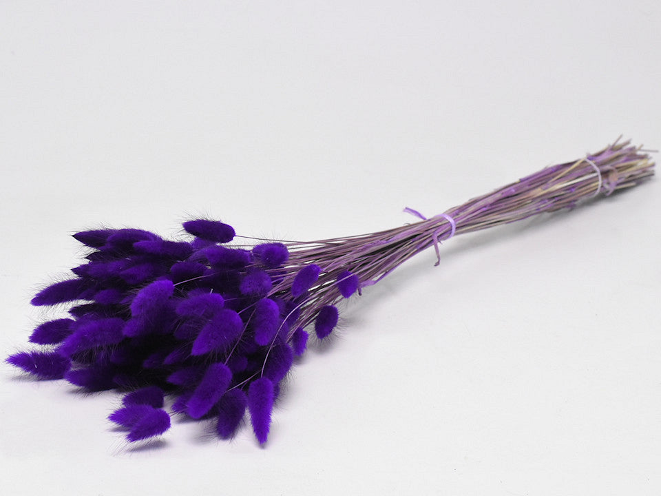 Lagurus Violet 65 cm