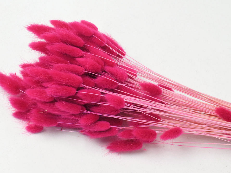 Lagurus fuchsia 65 cm