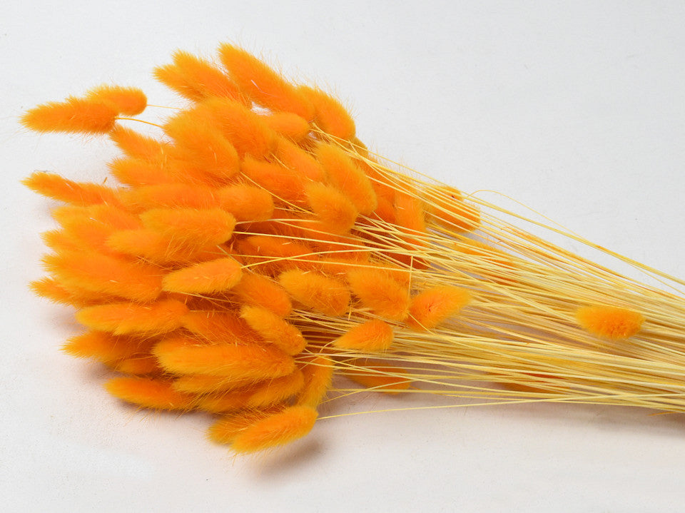 Lagurus Orange 65 cm