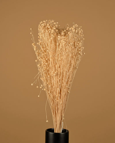 Dried Lino Vlas (Linum) bleached