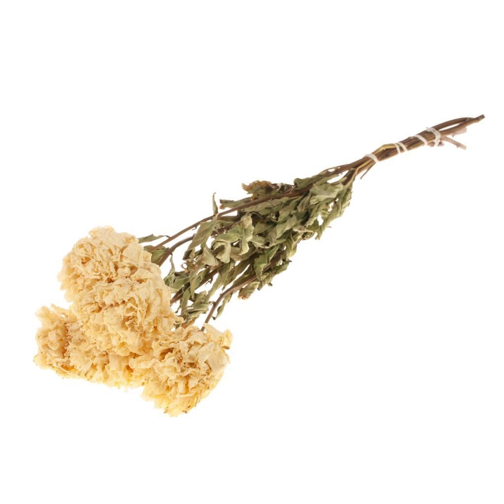 Peonies (peony) white dried