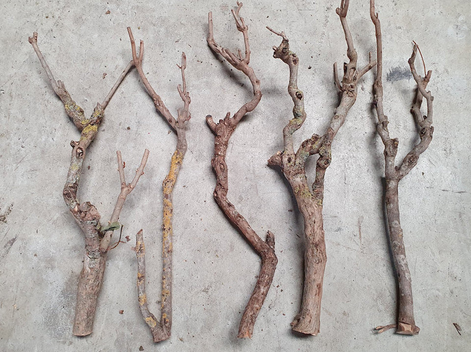 Seringen Branch 70-80 cm Einzelzweig