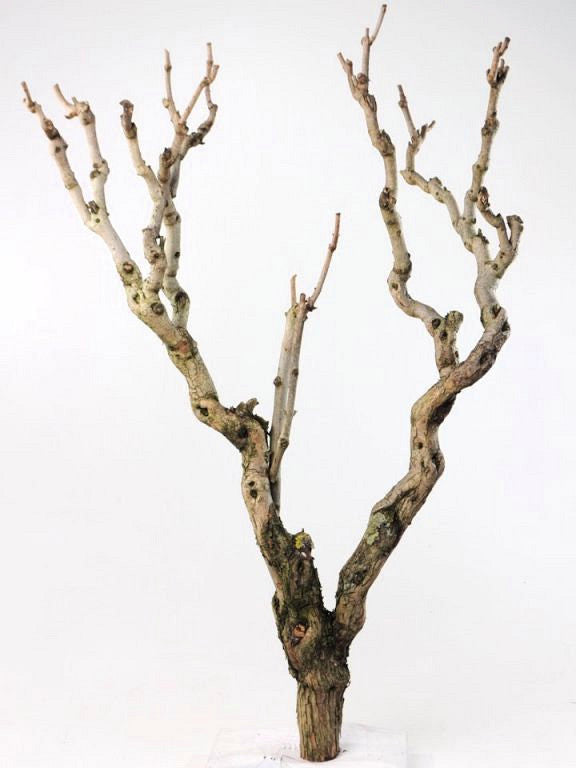 Series branch XXL 100-120cm