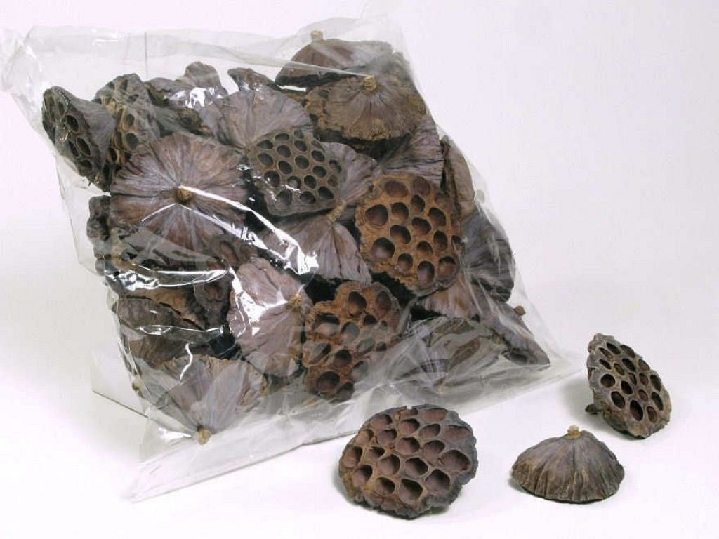 Lotus 9-11cm 50-pack
