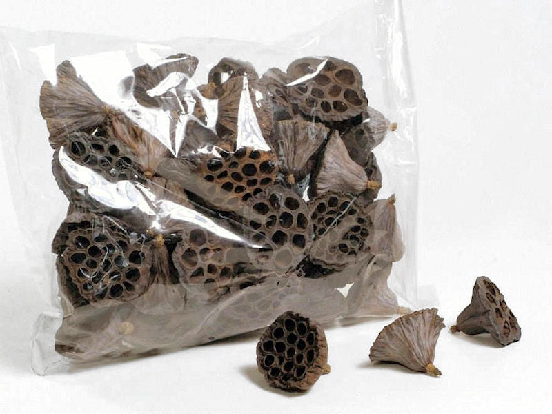 Lotus 6-8cm 50-pack