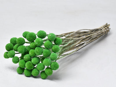 Craspedia Green séché (Billy Button)