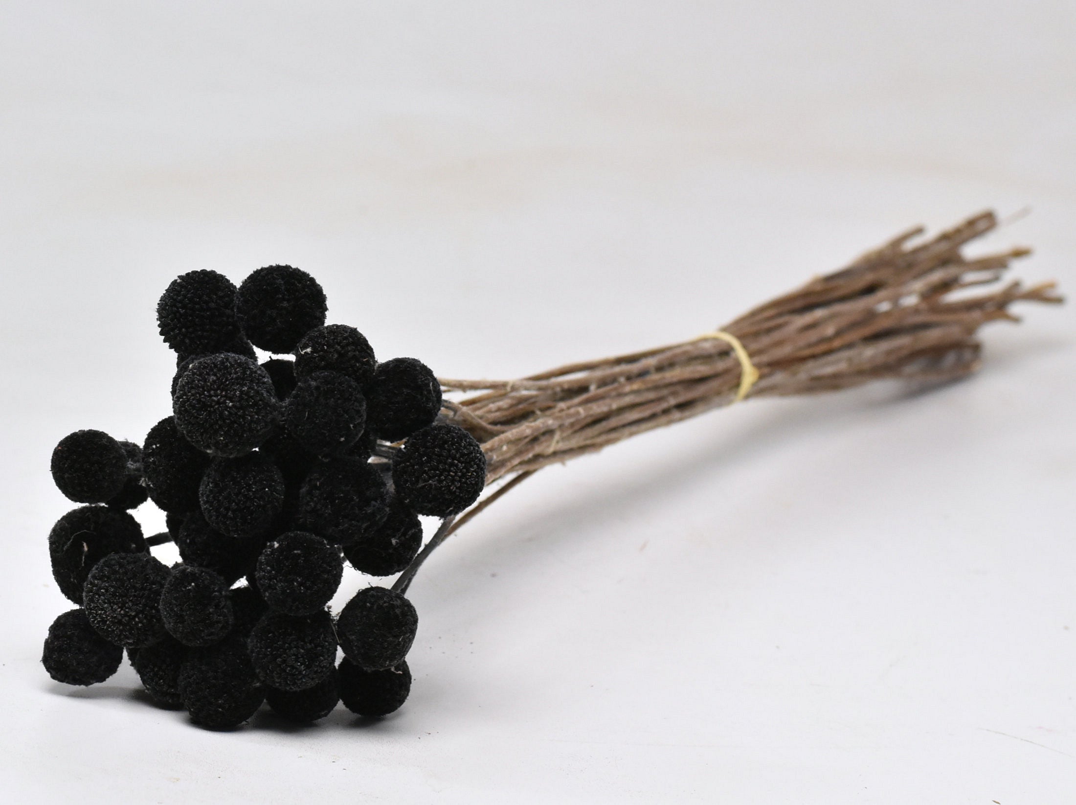 Craspedia Dried Black (Billy Button)