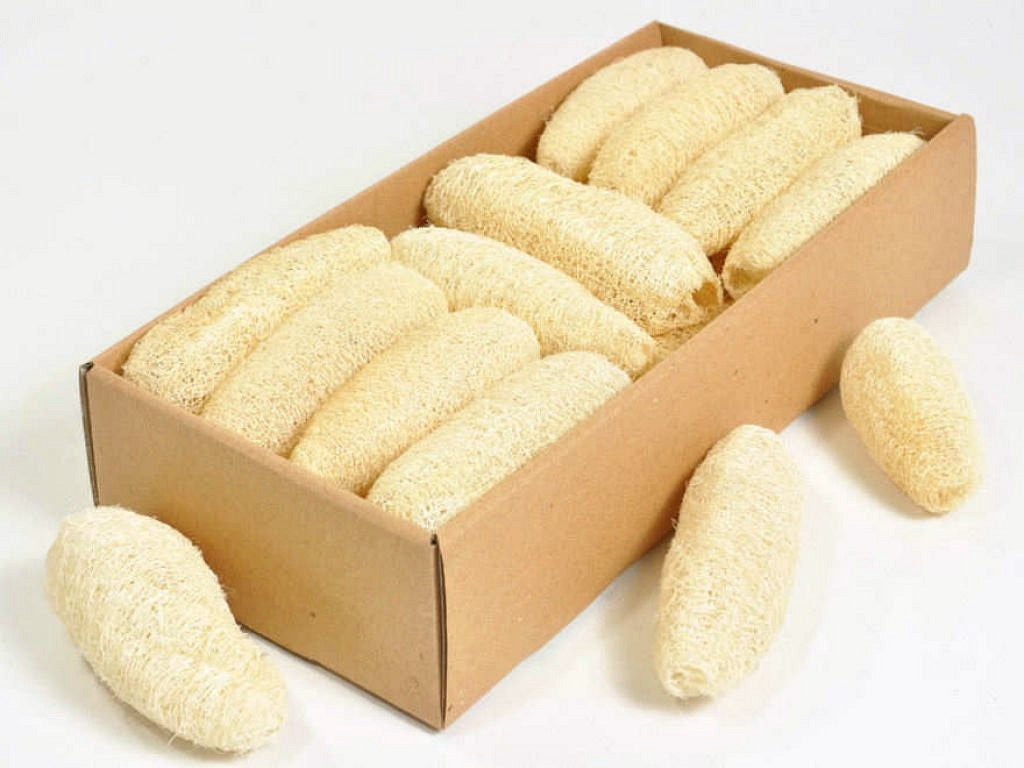 Luffa 10-12cm Bleached 20-Pack