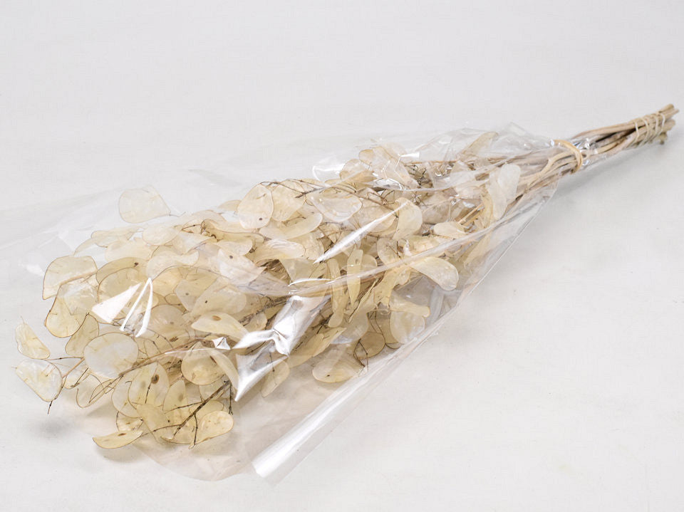 Juduspencing Lunaria 70cm