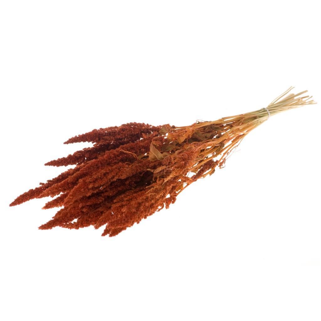 Dried Amaranthus Orange