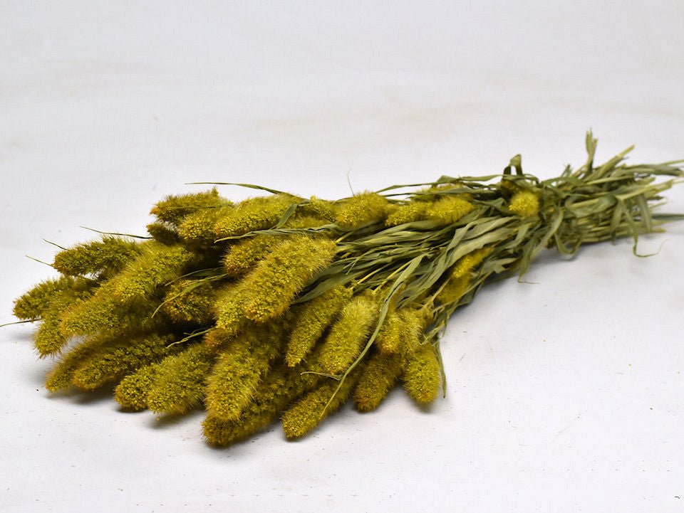 Dried setaria yellow