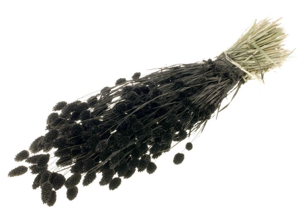 Dried Phalaris colored black (canarial grass)