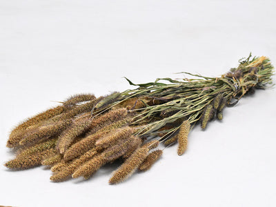 Dried Setaria Italica