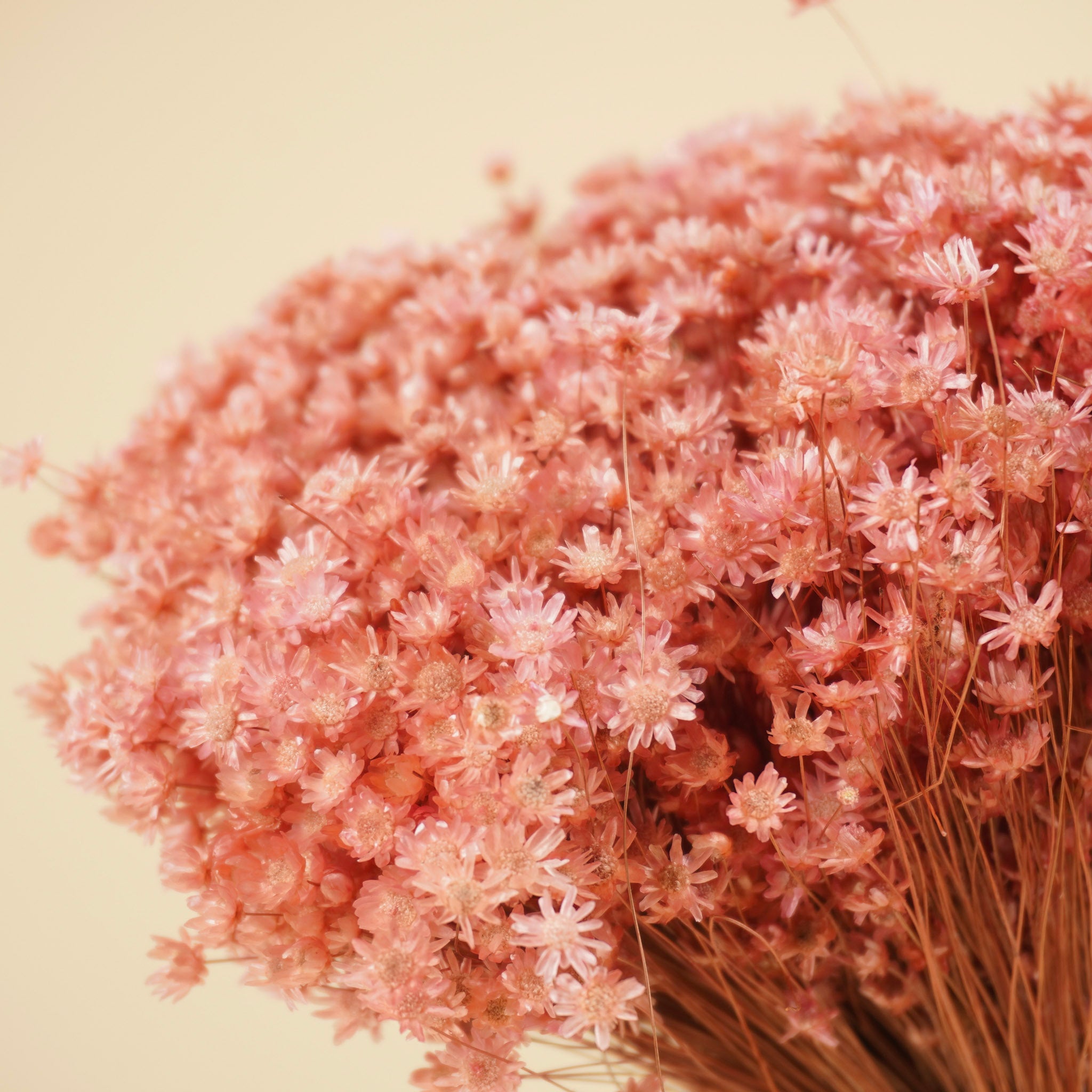 Gedroogde marcela – roze