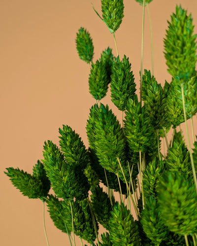 Getrocknete Phalaris farbige Frühlingsgrün