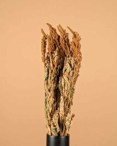 Amaranthus dried orange