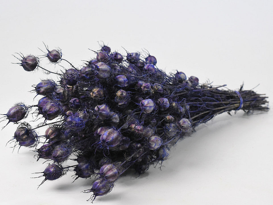 Nigella Purple 45 cm