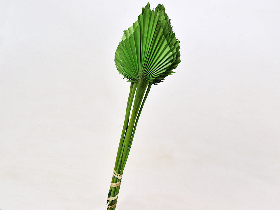 Palm Speer 40-55cm Groen