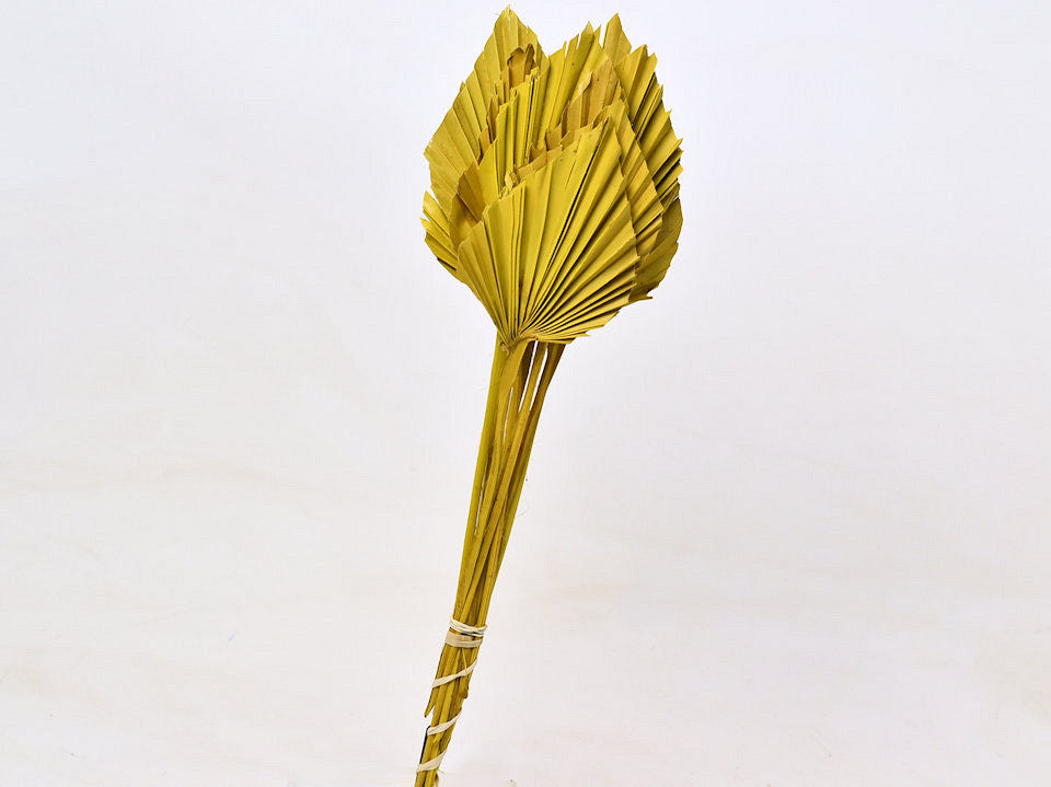 Palm spear 40-55cm yellow