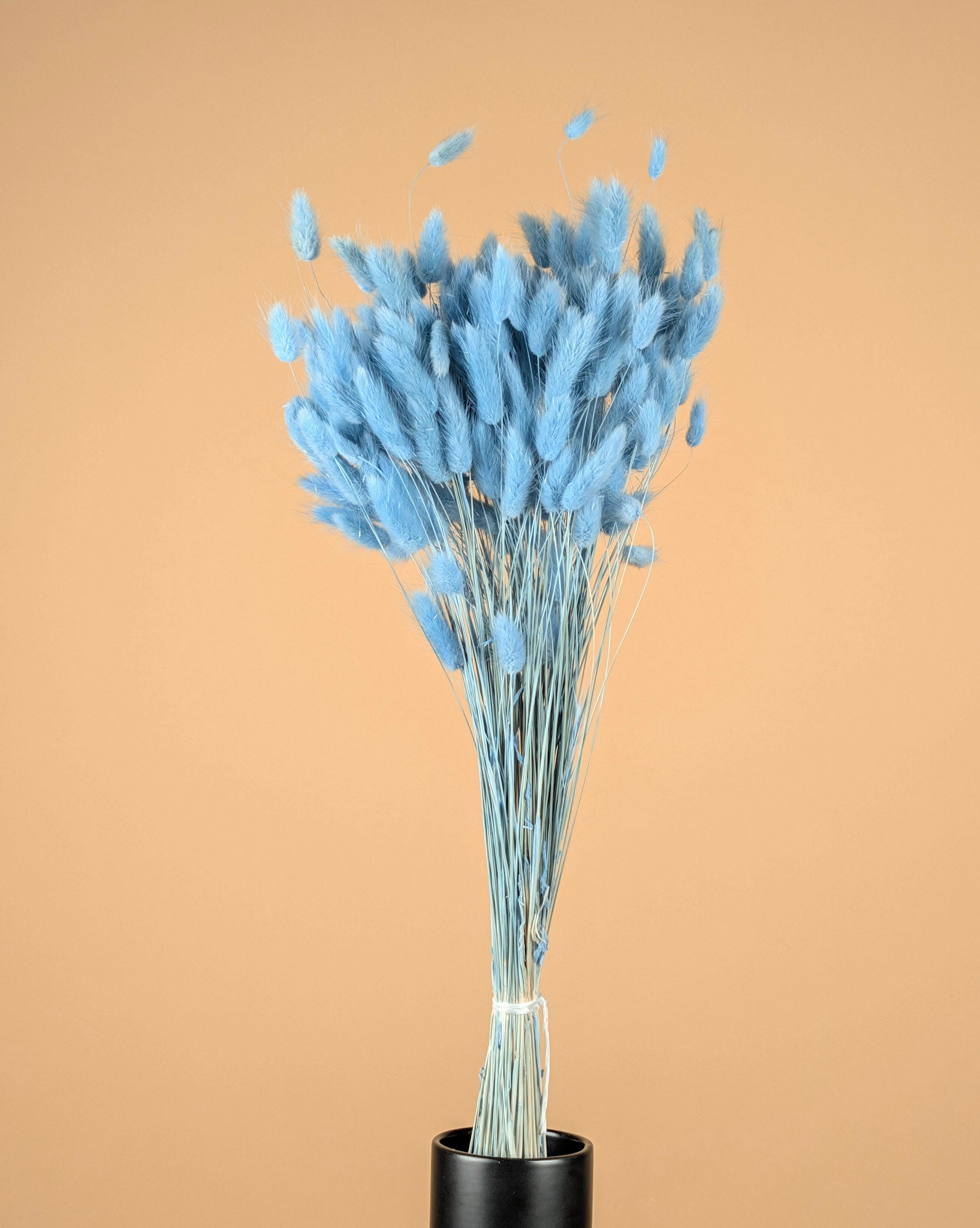 Gedroogde lagurus ovatus – licht blauw