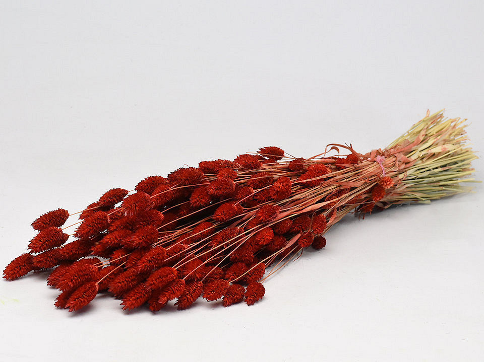 Phalaris Rood 70cm