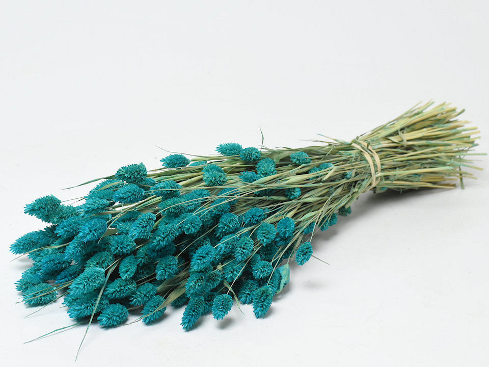 Phalaris Essence Blue 70 cm