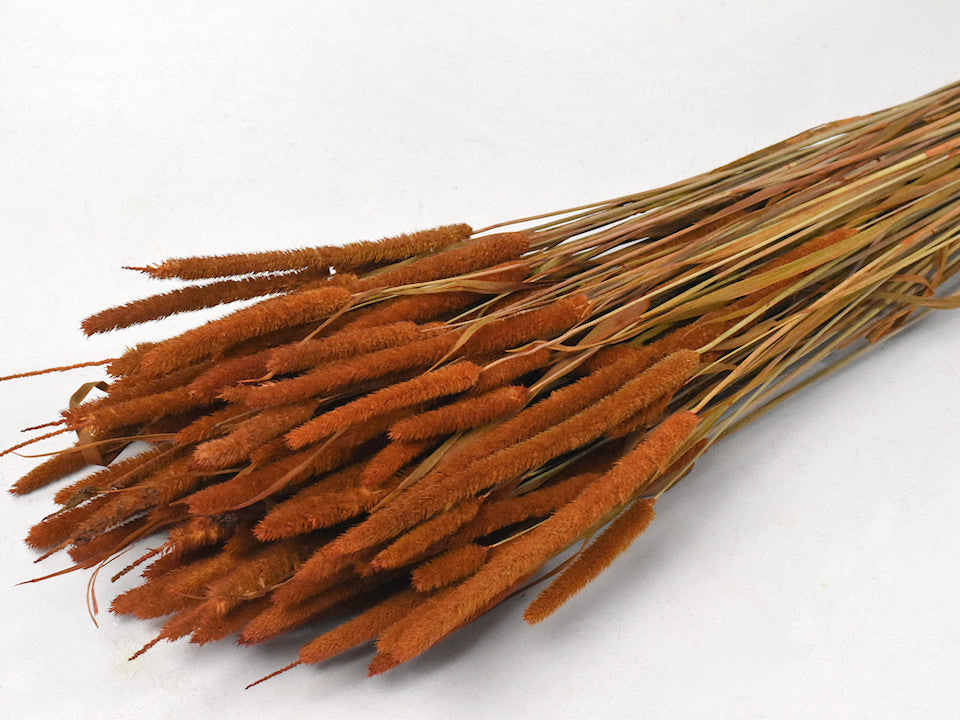 Phleum 100gr. Oranje