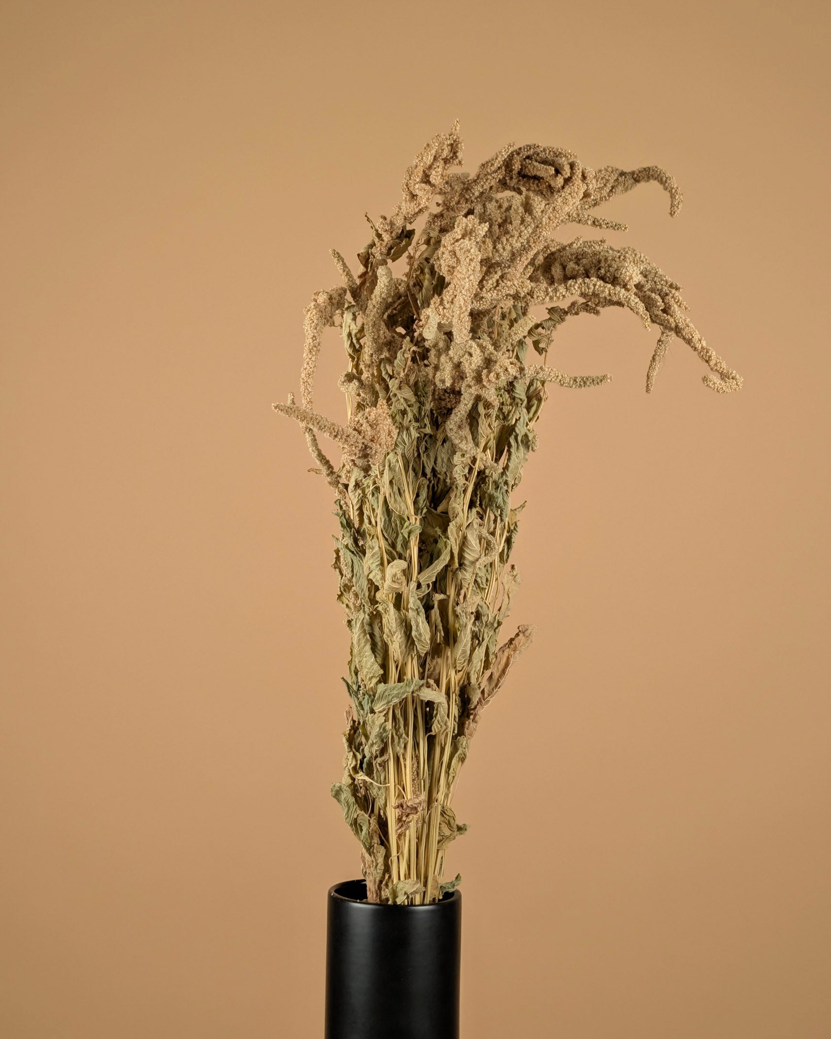 Gedroogde amaranthus caudatus – groen