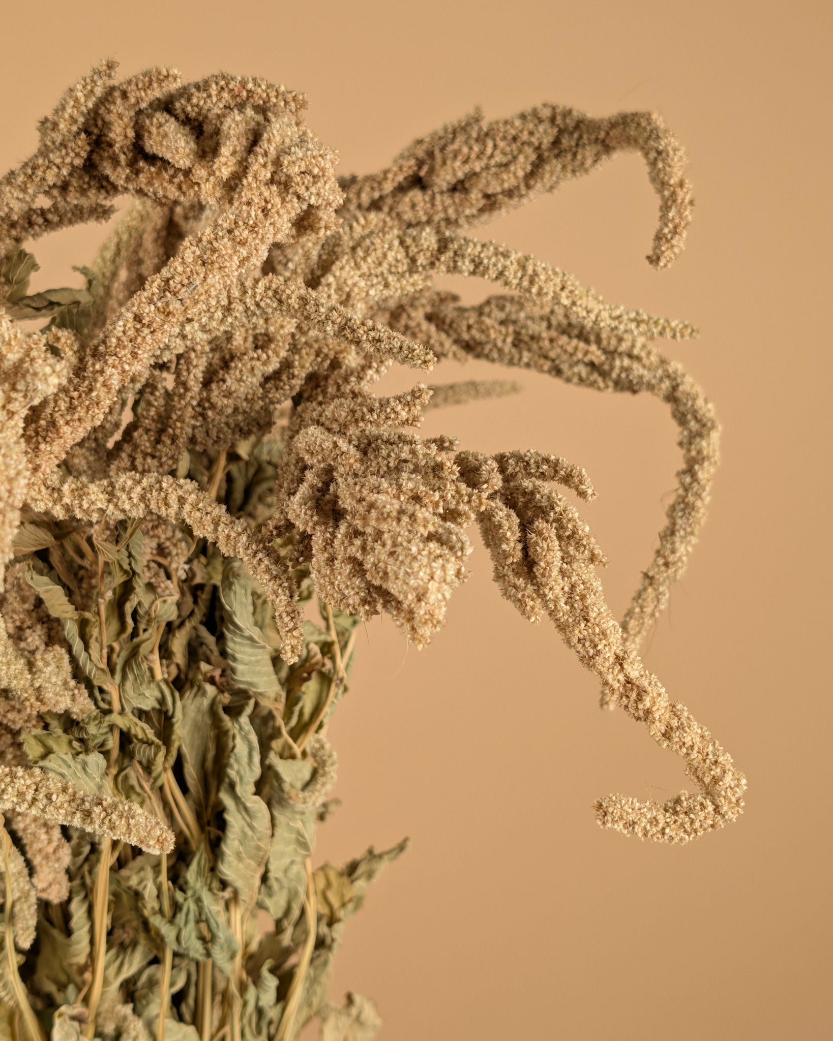 Gedroogde amaranthus caudatus – groen