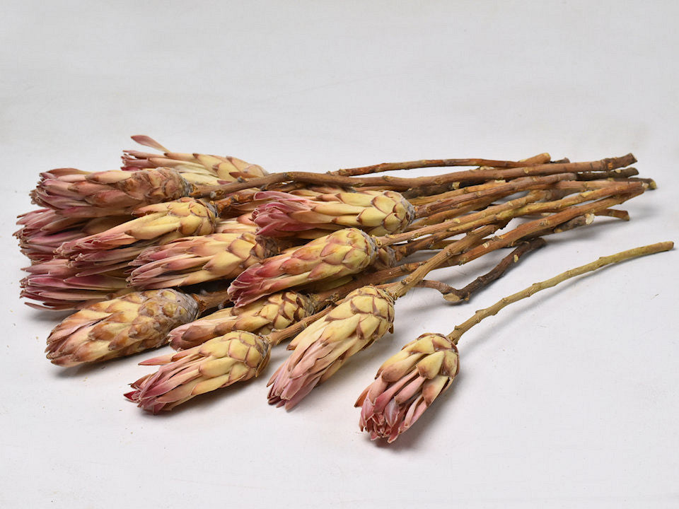 Protea compacta rosa 20 Stücke