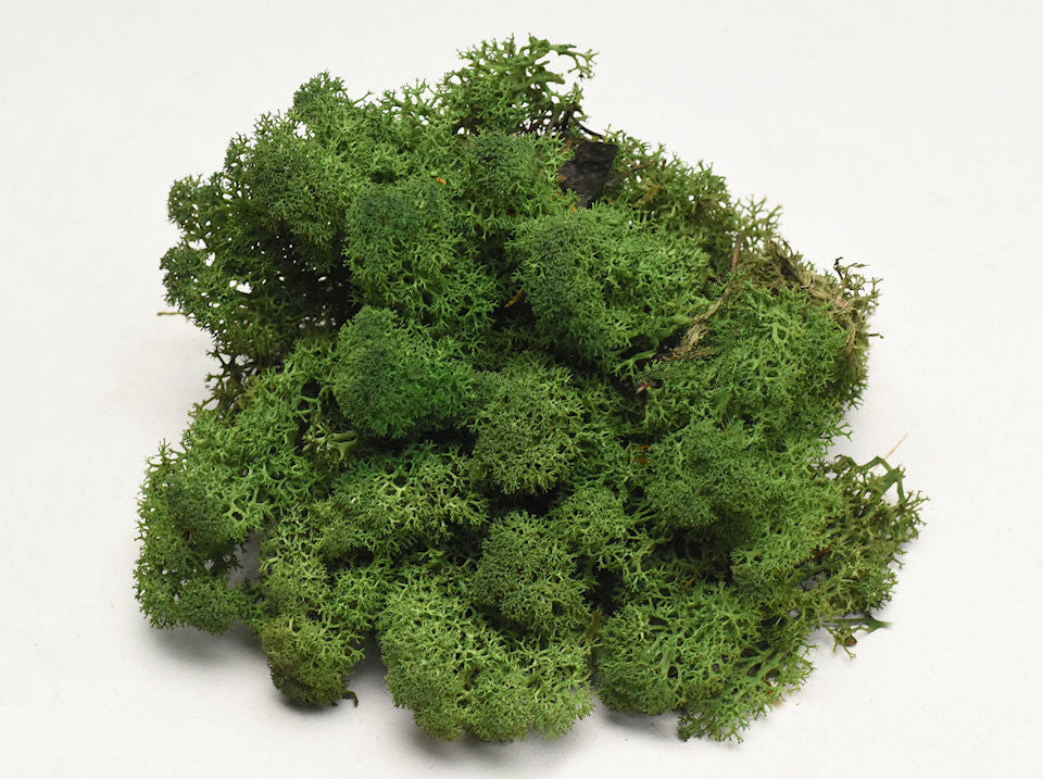 Reindeer moss moss green 40gr.