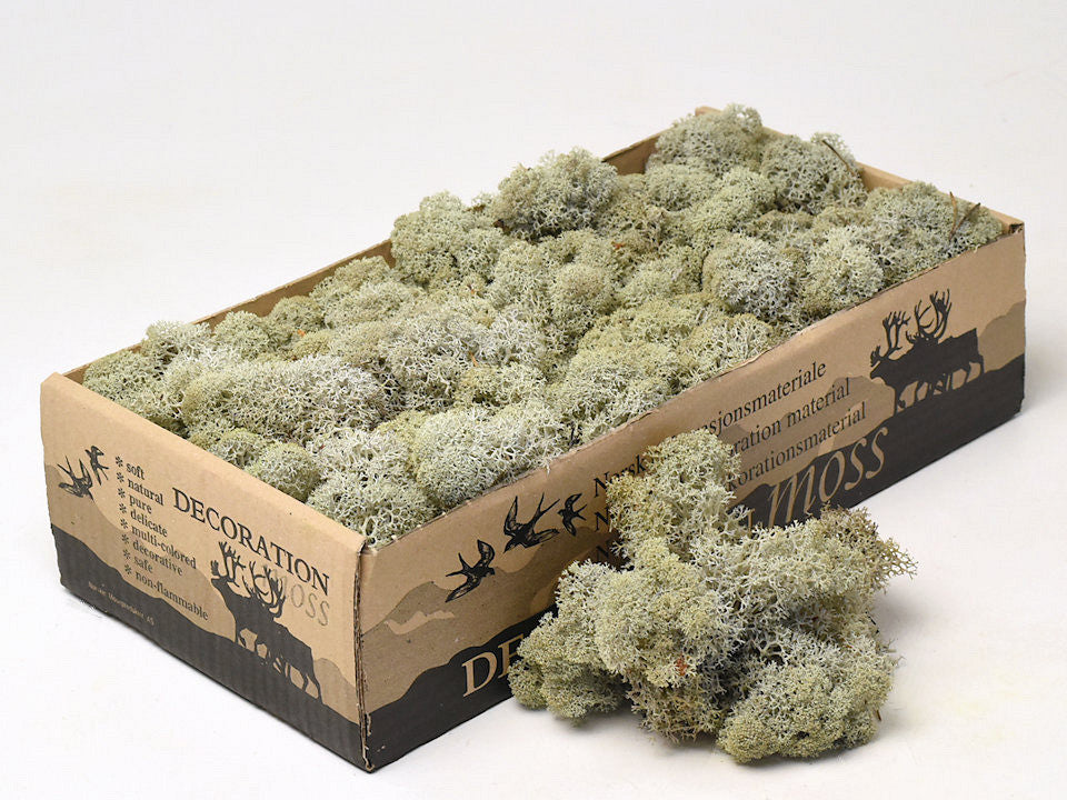 Reindeer Moss Gray 500gr.