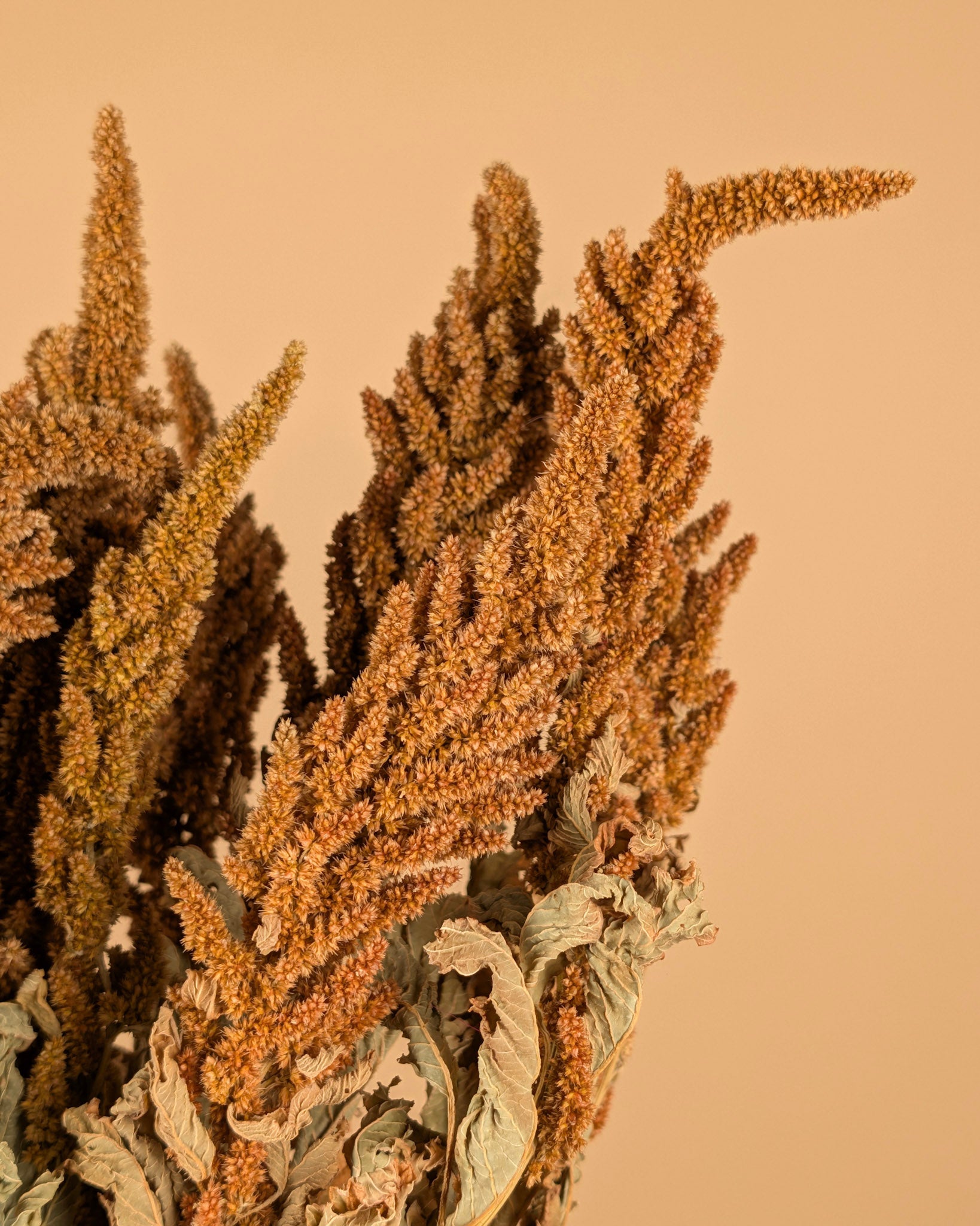 Amaranthus getrocknete Orange