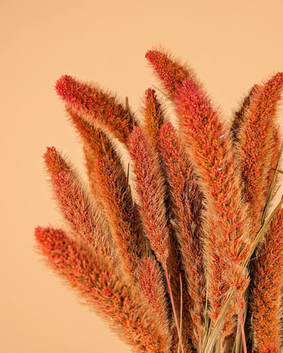 Gedroogde setaria – oranje