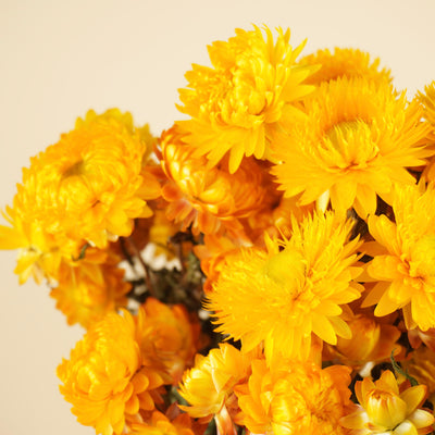 Gedroogde Helichrysum geel