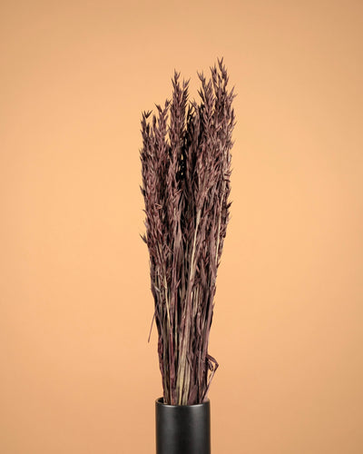 Gedroogde haver (avena) – bruin