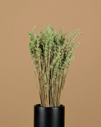 Gedroogde lavendel – mintgroen