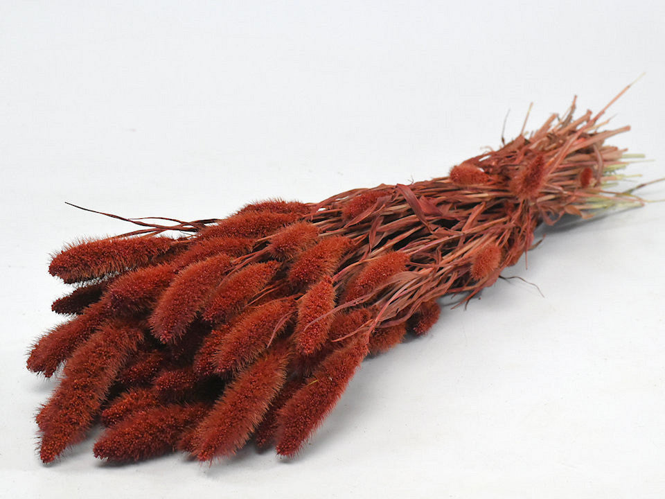 Setaria rust red 65cm