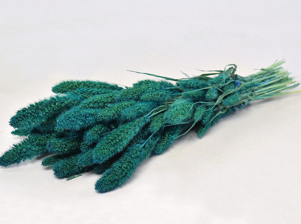 Setaria Etrol Blue 65cm