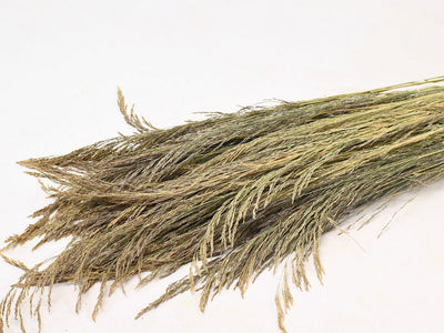 Silvergrass 110 cm 200gr.