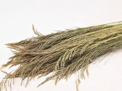 Silvergrass 110cm 200gr.