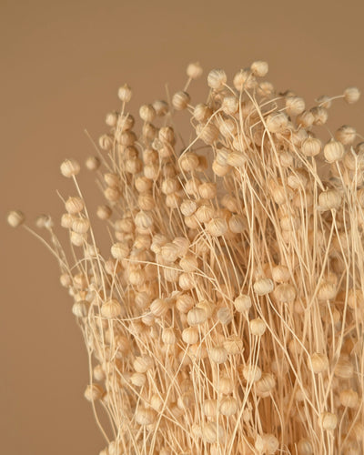 Dried Lino Vlas (Linum) bleached